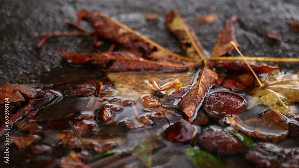 White reflections glint on the surface of the puddle. Leaves and chestnuts are lying in a puddle in the rain. White reflections glint on the surface of the puddle. Leaves and chestnuts are lying in a puddle in the rain.