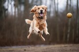 dog jumping in the air catching a ball