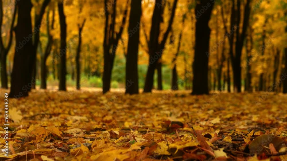 The maple grove begins to shed its yellow leaves in preparation for winter. Multi-colored leaves are clearly visible in the foreground. The maple grove begins to shed its yellow leaves in preparation for winter. Multi-colored leaves are clearly visible in the foreground.