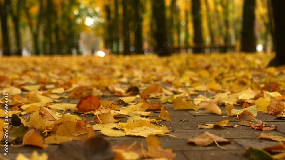 Autumn park with beautiful varied yellow leaves on a sunny day. Static shooting, you can see falling leaves. Autumn park with beautiful varied yellow leaves on a sunny day. Static shooting, you can see falling leaves.