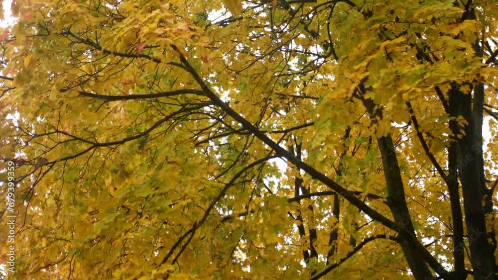 Autumn oak trees sway in the wind creating an unforgettable atmosphere. Static shots in an autumn park in windy weather. Autumn oak trees sway in the wind creating an unforgettable atmosphere. Static shots in an autumn park in windy weather.