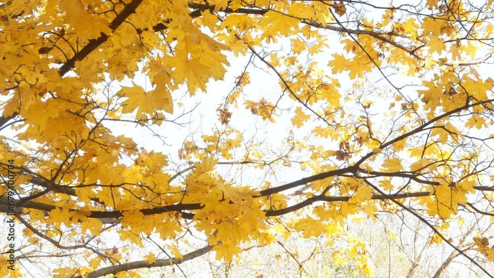 Smooth shot of autumn maple branches with yellow leaves. Close-up shot in bright weather against the sky. Smooth shot of autumn maple branches with yellow leaves. Close-up shot in bright weather against the sky.
