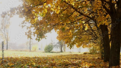 Autumn golden leaf fall in a deserted park on the outskirts of the city. Static shooting of a beautiful autumn landscape during the wind.