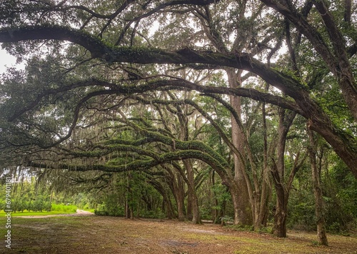 Scenic path lined with mossy oak trees. Florida, USA