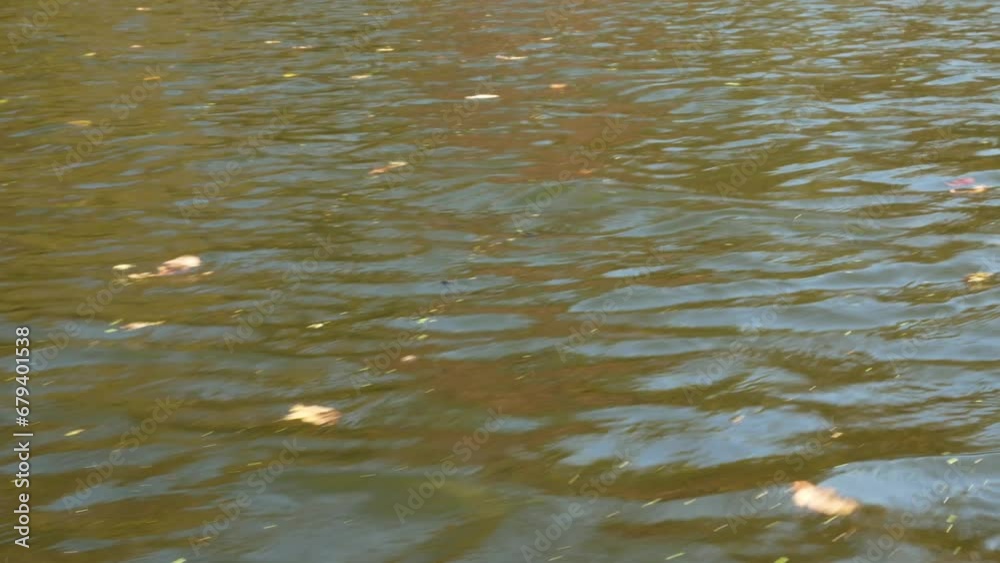 A stormy river in autumn with floating yellow maple leaves. A quick shot from a boat, with mostly water in the frame. A stormy river in autumn with floating yellow maple leaves. A quick shot from a boat, with mostly water in the frame.