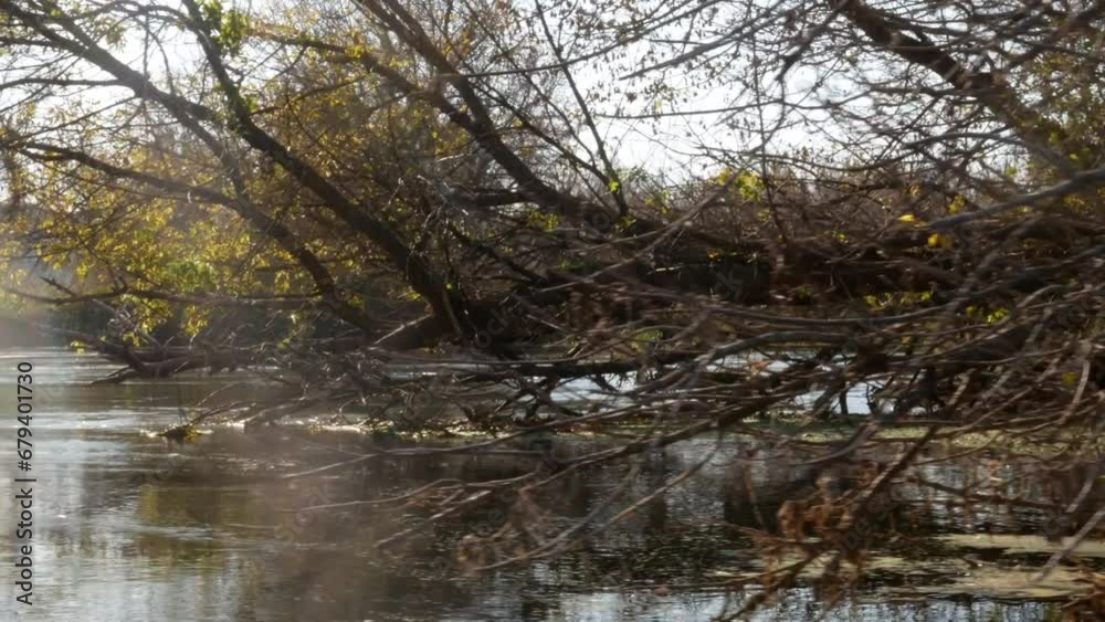 Huge trees fell into the river during the spring flood. Shooting in motion from a boat on the river. Huge trees fell into the river during the spring flood. Shooting in motion from a boat on the river.