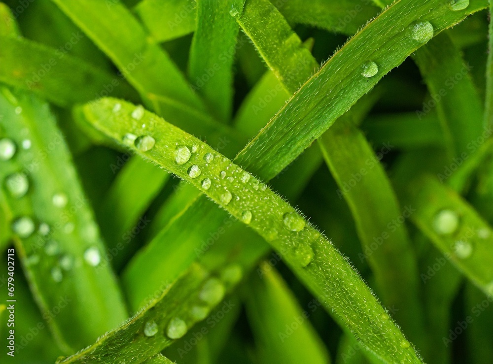 Grass Background, Macro Photography Grass Background, Macro Photography