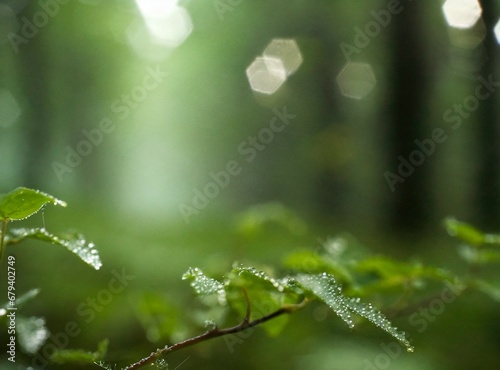 Forest background, macro photography with copy space