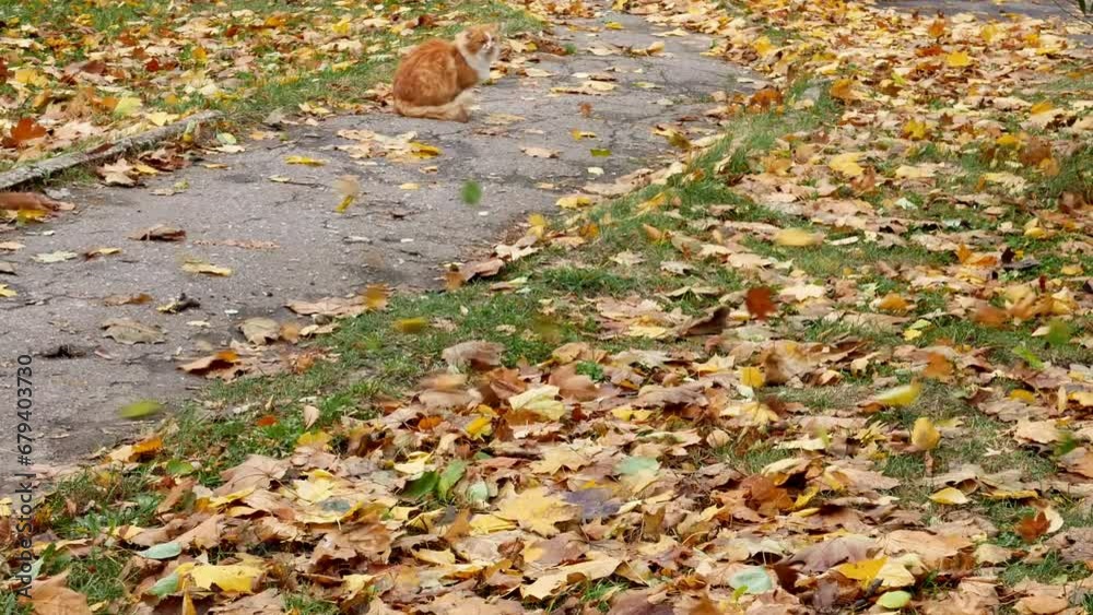 A red fluffy cat shudders from the autumn cold and wind. In the frame there is a path in the park among a lawn with flying leaves. A red fluffy cat shudders from the autumn cold and wind. In the frame there is a path in the park among a lawn with flying leaves.