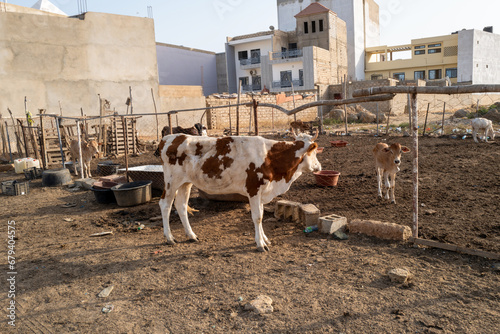 une vache laitière dans une exploitation agricole urbaine de la ville de Dakar au Sénégal en Afrique de l'Ouest