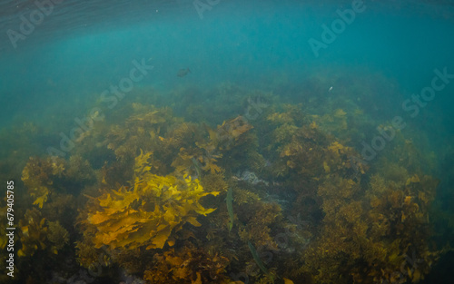 Small green fish in the patch of kelp seaweed. © AlexandraDaryl