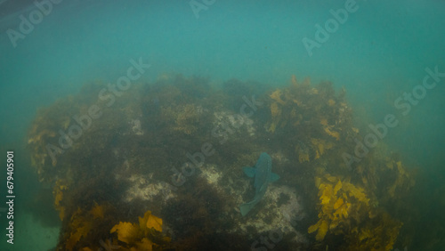 Blue groper fish around the seaweed. © AlexandraDaryl