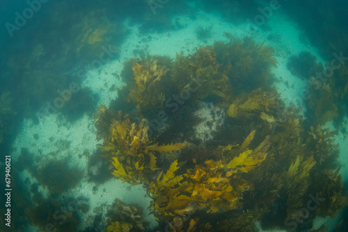 Kelp seaweed view on the ocean floor. © AlexandraDaryl