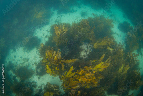 Kelp seaweed view on the ocean floor.