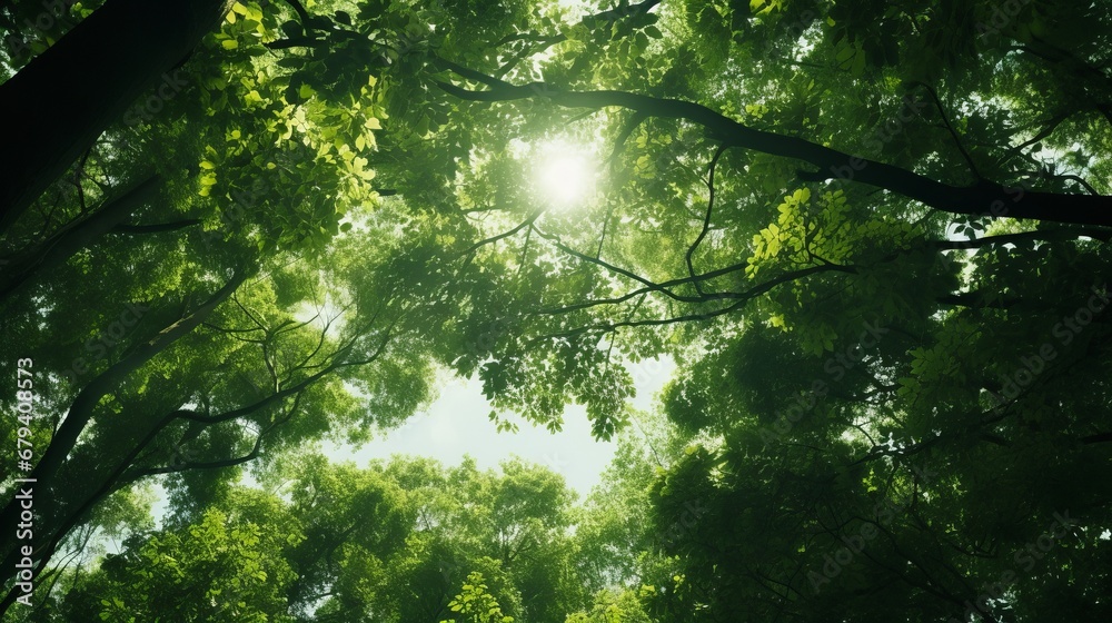 Fototapeta premium View from below on a beautiful forest