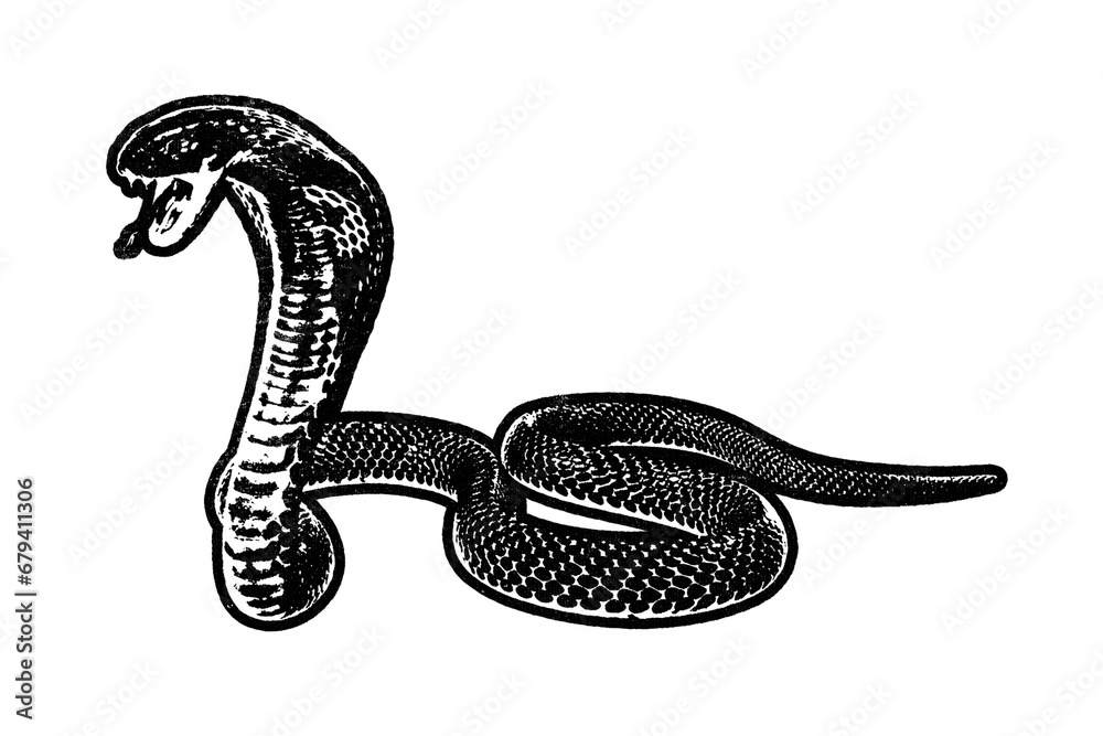 Fototapeta premium Cobra snake retro stencil illustration stamp with distressed grunge texture isolated on transparent background