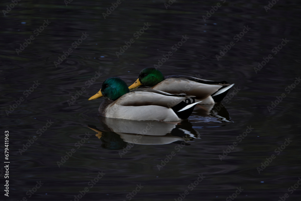 Obraz premium Mallards in the water