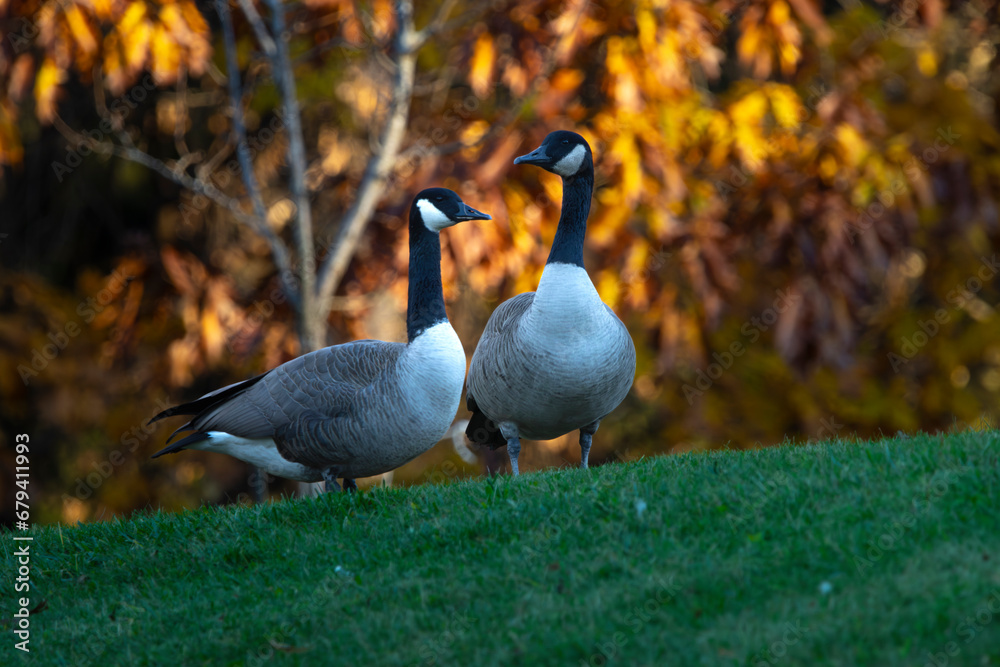 Fototapeta premium Geese on the grass