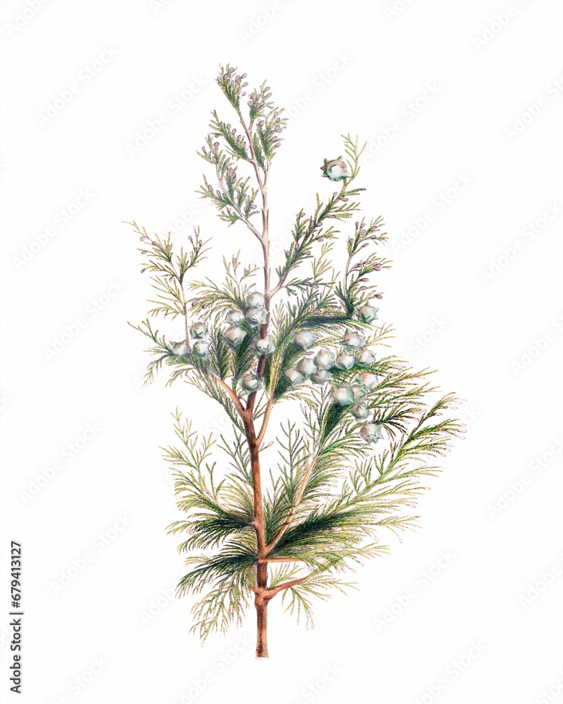 Pine cone fruits: Botanical illustration inspired by a vintage style Pine cone fruits: Botanical illustration inspired by a vintage style