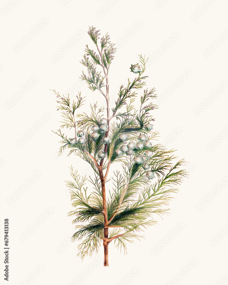 Pine cone fruits: Botanical illustration inspired by a vintage style Pine cone fruits: Botanical illustration inspired by a vintage style
