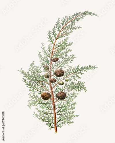 Fotografie Pine cone fruits: Botanical illustration inspired by a vintage style