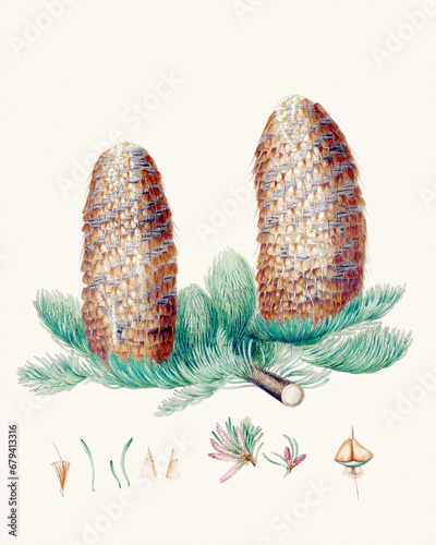 Pine cone fruits: Botanical illustration inspired by a vintage style photo