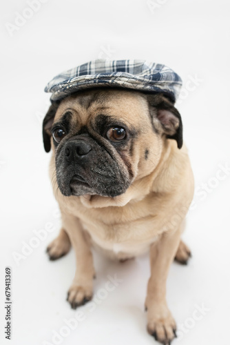 Cute pug dog wearing a pageboy hat