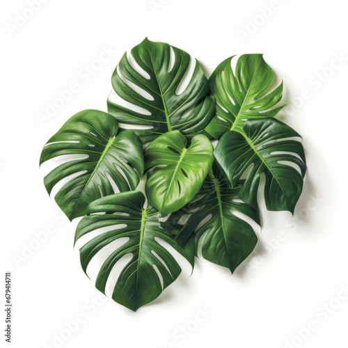 Monstera leaves, plant motif, decoration. Big leaves with holes.