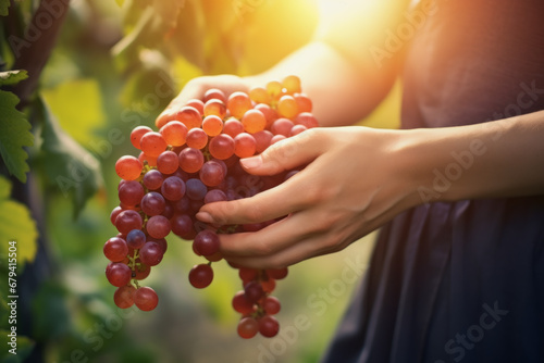 Close up hands of young woman farmer pickup from red grapes on a vine against in background of orchard and sun shining. Agricultural concept of production and industry.