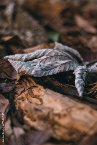 dry leaves on the ground © Arbiansyah