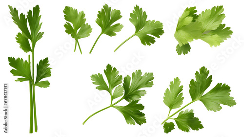 Mediterranean herbs and spices: set of fresh, healthy parsley leaves, twigs, and a small bunch isolated over a transparent background, cooking, food or diet design elements, PNG photo
