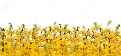 Fotografia Yellow spring forsythia branches web banner