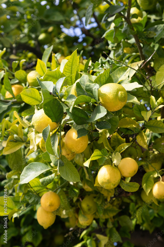 Close up of lemons hanging from a tree in a lemon tree