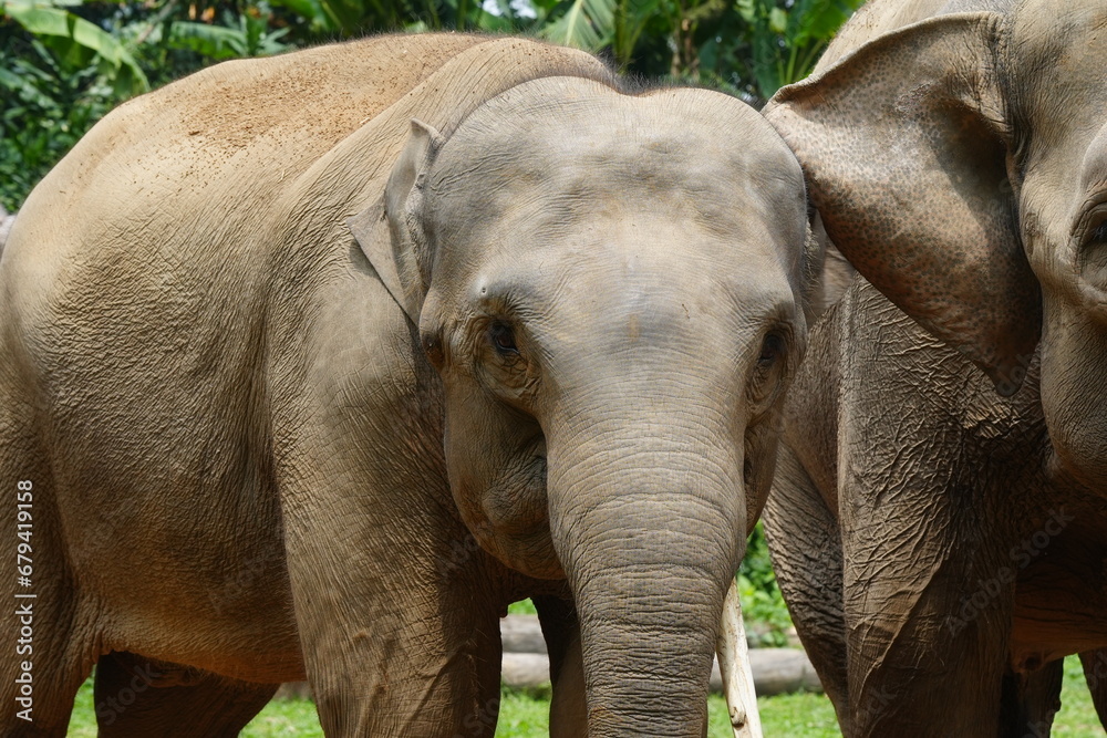 Naklejka premium The Sumatran elephant (Elephas maximus sumatranus) is one of three recognized subspecies of the Asian elephant and is native to the Indonesian island of Sumatra. |蘇門答臘象