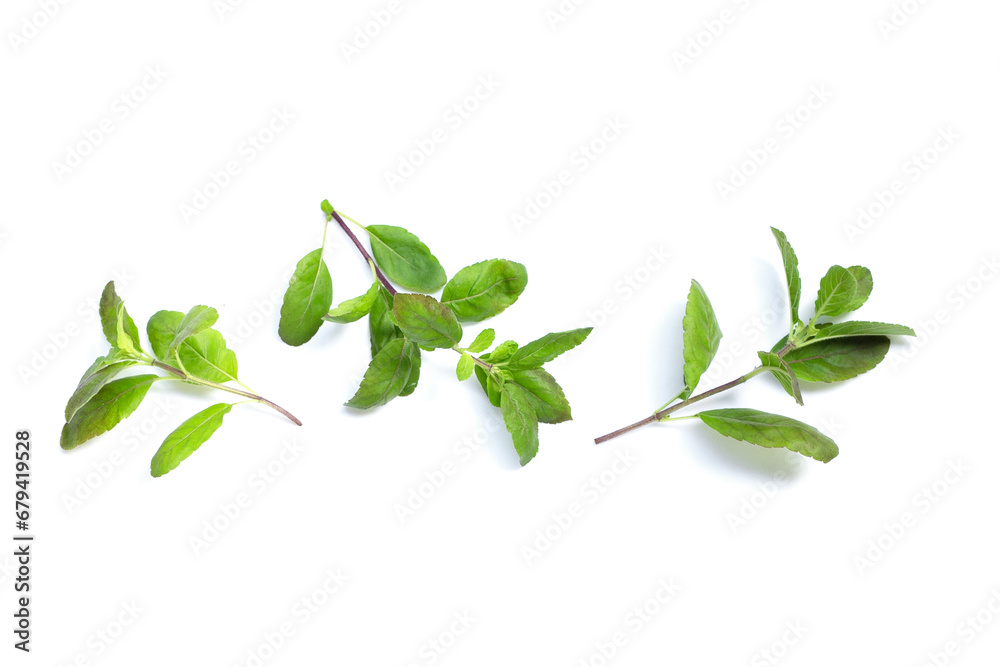 Holy basil leaves on white background. Holy basil leaves on white background.