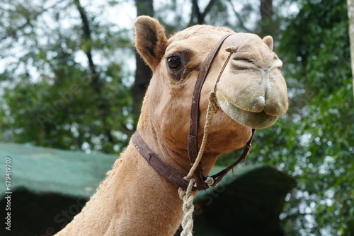 Camelus bactrianus, commonly known as the Bactrian camel, is a large, even-toed ungulate native to the steppes of Centrala Asia, particularly regions like Mongolia, China, Iran|雙峰駱駝