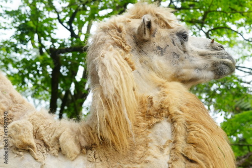 Camelus bactrianus, commonly known as the Bactrian camel, is a large, even-toed ungulate native to the steppes of Centrala Asia, particularly regions like Mongolia, China, Iran|雙峰駱駝