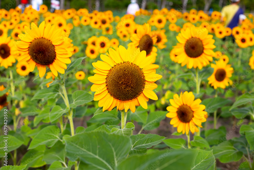 Sunflower field, Beautiful summer landscape. Sunflower field, Beautiful summer landscape.