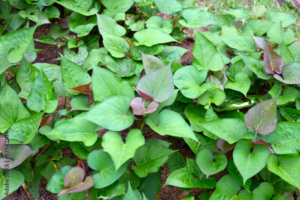 Green leaves of sweet potato plant Green leaves of sweet potato plant