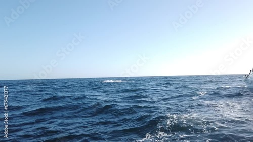 Humpback Whales jumping out of water in Pacific Ocean, Mexico
