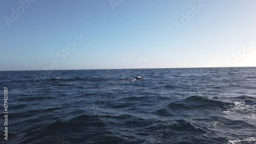 Humpback Whales jumping out of water in Pacific Ocean, Mexico