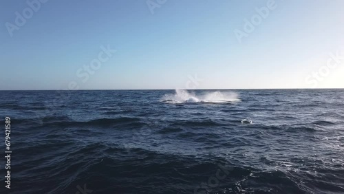 Humpback Whales jumping out of water in Pacific Ocean, Mexico photo