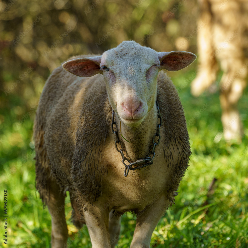 close up of adult sheep of the Nolana breed close up of adult sheep of the Nolana breed