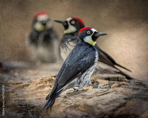 Acorn Woodpeckers - 3401 - S