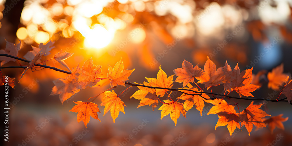 Golden Hour Glory: Autumn Leaves at Sunset Golden Hour Glory: Autumn Leaves at Sunset