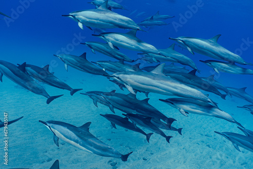 A Pod of Wild Spinner Dolphins Swimming in Clear Water off Oahu Hawaii 