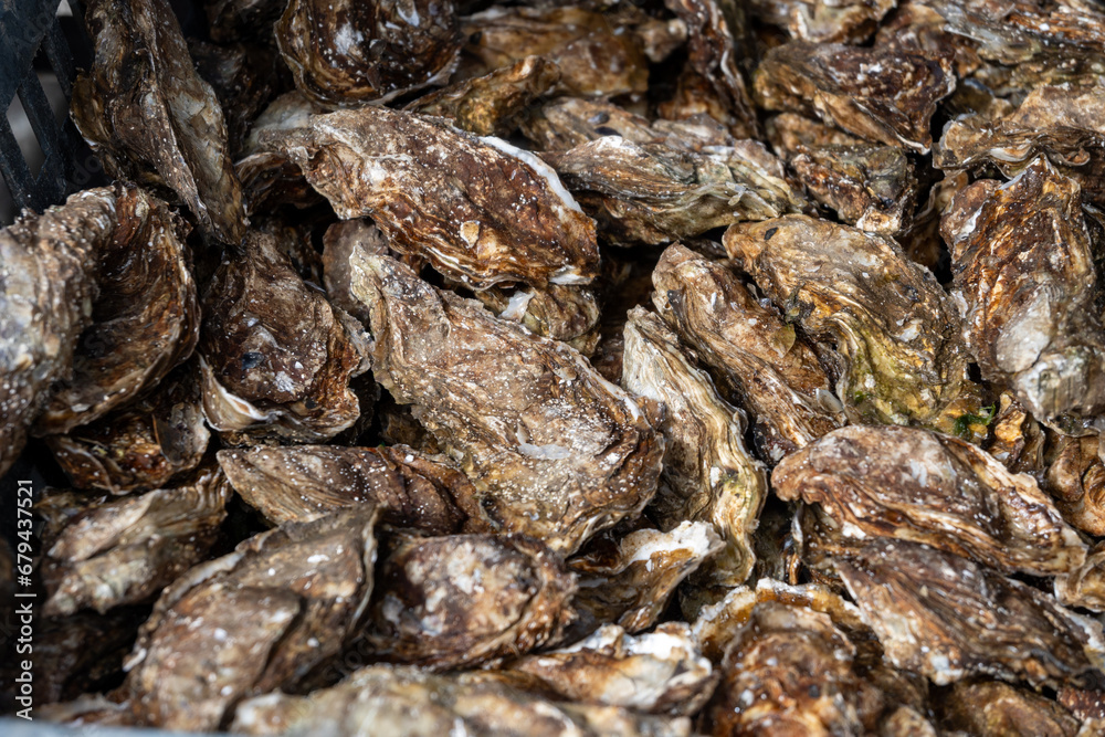 Fresh french Gillardeau oysters molluscs in wooden box ready to eat Fresh french Gillardeau oysters molluscs in wooden box ready to eat