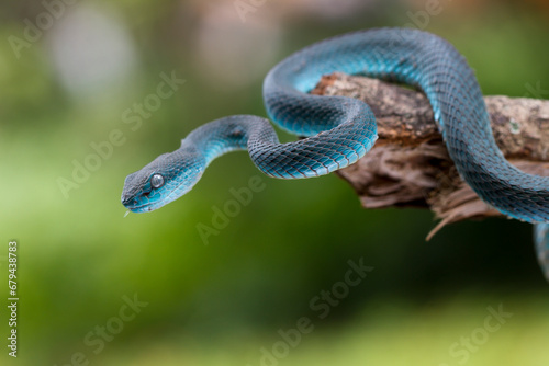 Trimeresurus insularis.Blue viper snake on branch  viper snake  blue insularis on nature background