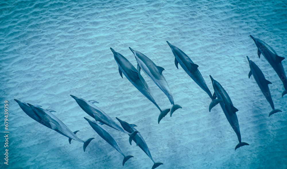 Obraz premium A Pod of Wild Spinner Dolphins Swimming in Clear Water off Oahu Hawaii 
