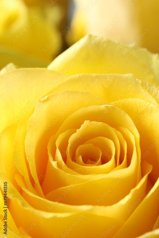 Beautiful rose with yellow petals, macro view Beautiful rose with yellow petals, macro view